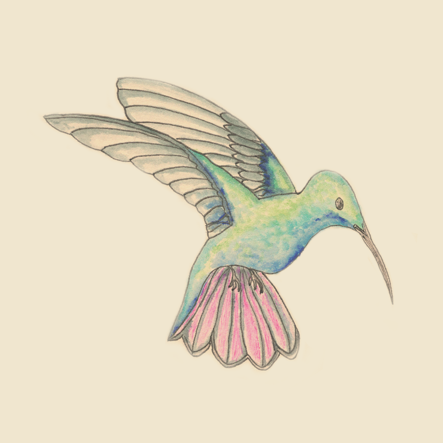 Illustration colibri