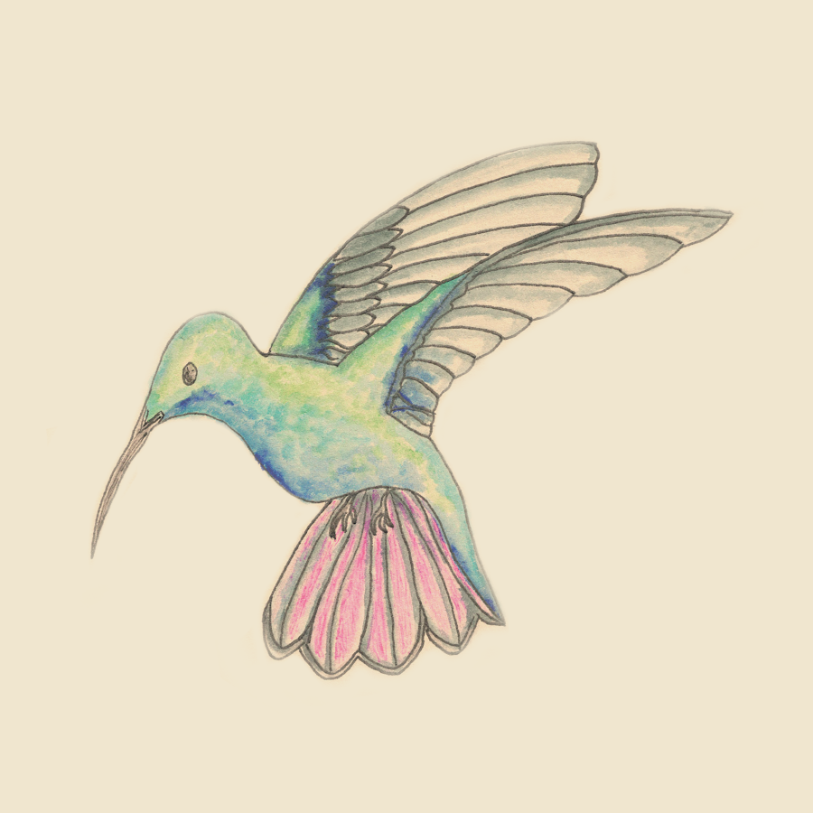 Illustration colibri